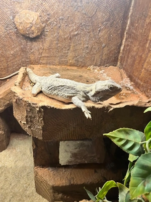 Bartagame mit Terrarium
