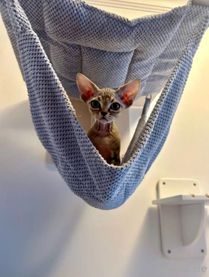 Devon Rex Kitten mit Stammbaum 