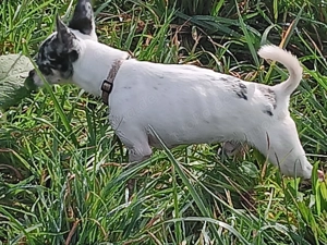 4 süße Chihuahua suchen ein neues Zuhause