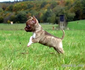 Süßer typvoller Mini Chihuahua 14Wo 620g Rüde Welpe KH in Sonderfarben Brindle