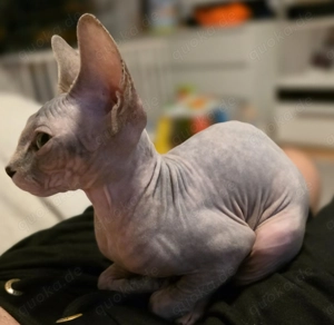 Canadian Sphynx kitten