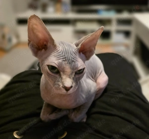 Canadian Sphynx kitten