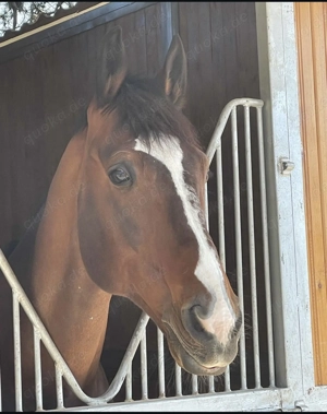 Traber Wallach zu verkaufen