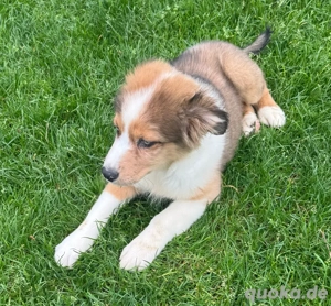 Australian Shepherd Rüde redmerle Welpe