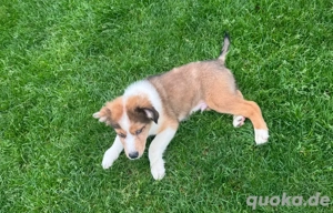 Australian Shepherd Welpe abzugeben 