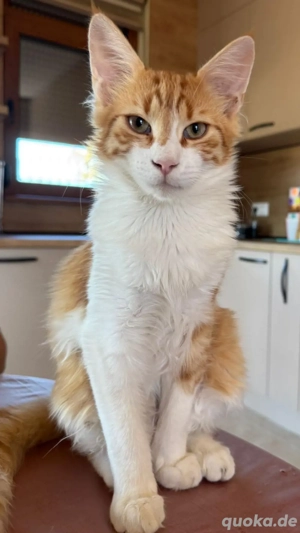 Rod ein langhaar Kater rot weiss