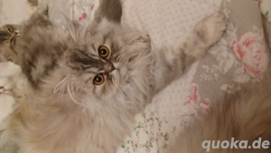 Baby katze Perser Mädchen.Junge.  Bild 9 Baby katze Perser Mädchen.Junge.  Bild 9