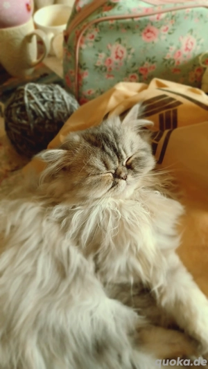 Baby katze Perser Mädchen.Junge.  Bild 10 Baby katze Perser Mädchen.Junge.  Bild 10