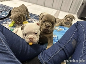 Englische Bulldoggenwelpen zur Adoption  