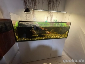 Wasserschildkröten Rotbauchspitzkopf 