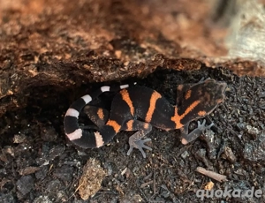 Goniurosaurus orientalis NZ 25