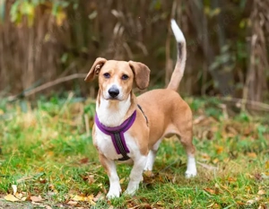 Bucks sucht menschen mit liebe und geduld