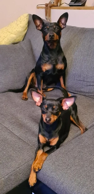 Zwergpinscherwelpen (reinrassig)