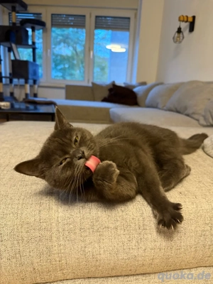 BKH Katze Reinrassig