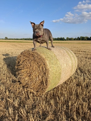 American Bully Hündin 