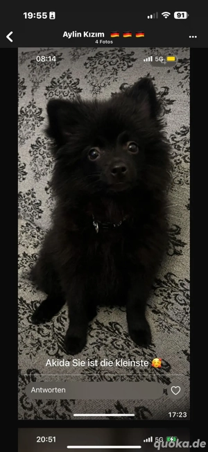 klein spitz welpen suchen ein neues zuhause 