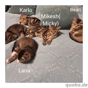  1BKH Kitten Mix ist noch frei!