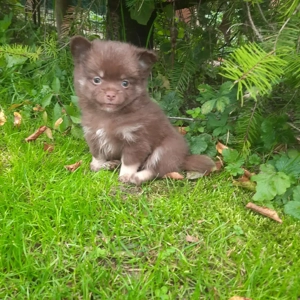 Unsere Pomchis freuen sich auf ein tolles Zuhause