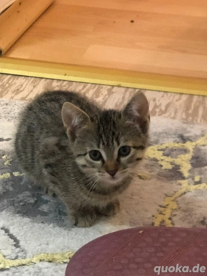 Katzenbabys suchen neues Zuhause 