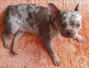 Französische Bulldogge Rocky Welpe sucht liebevolles Zuhause Bild 5