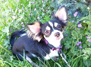 Einjähriger Chihuahua Mischling "Elvis" Tricolor Langhaar 