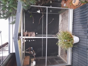 Zuchtpaar Springsittiche