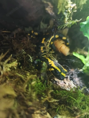 Feuersalamander   Salamandra salamandra terrestris