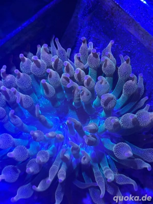 Blasenanemone Sunburst 