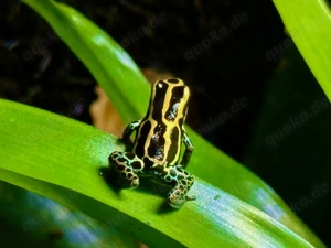 0.0.6 Ranitomeya variabilis "French Guyana"