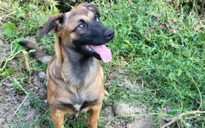 Energiebündel Holly sucht ihre Menschen