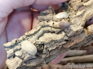 Hobbyauflösung Asseln und Tausendfüsser 