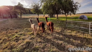 Alpaka Hengst - 4 jahre - halfterführig 