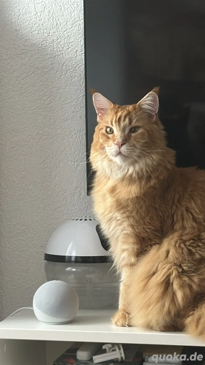 Liebevoller Kater Sam sucht ein neues Zuhause   