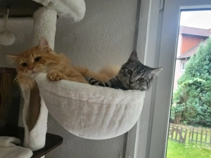 Kater Brüder (Mischlinge)