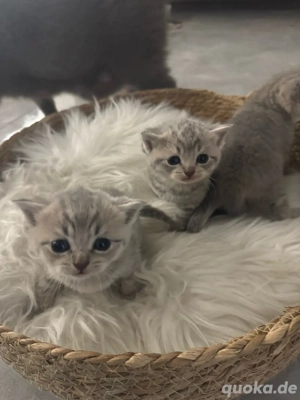     Bkh Babykatze Britische Baby Katze    Bild 5
