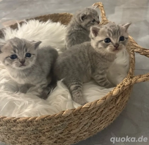     Bkh Babykatze Britische Baby Katze    Bild 2