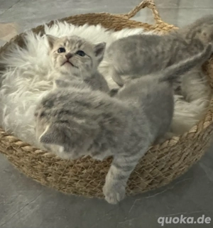     Bkh Babykatze Britische Baby Katze    Bild 3