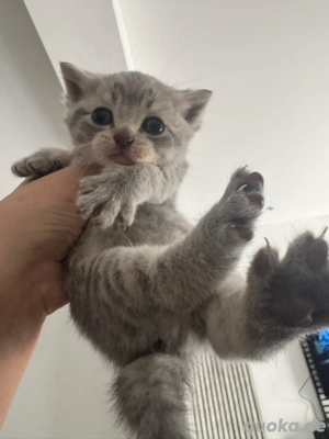     Bkh Babykatze Britische Baby Katze    Bild 4