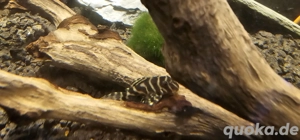 L333 Königstiger Harnischwelse Nachzuchten 