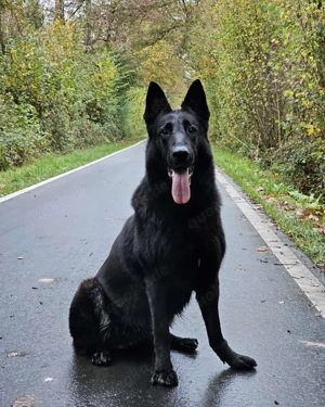 Osteuropäische Schäferhündin zu verschenken 