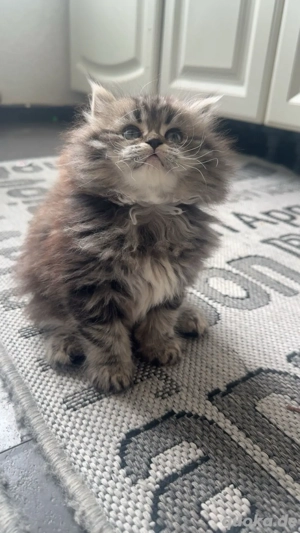 Perser Kitten Bild 4