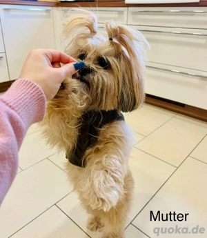 zuckersüße Malipom wie Maltipoo (Malteser& Pomeranian Zwergspitz) Bild 6