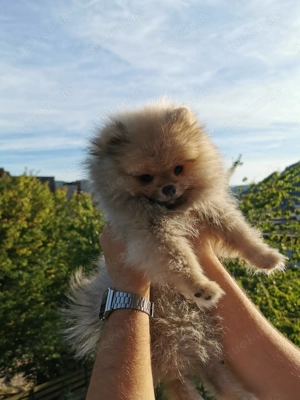 Zwergspitz Pomeranian 