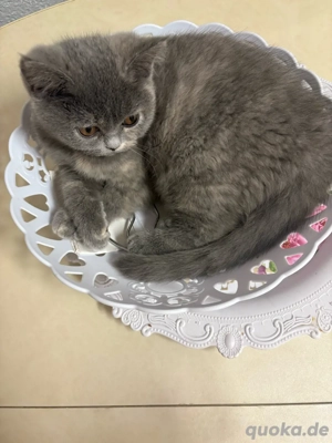 Britisch Kurzhaar Katze