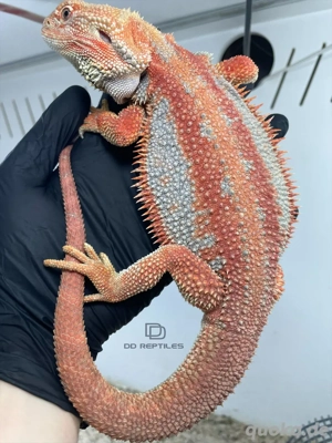 Bartagamen Männchen (Pogona vitticeps) Red Hypo Dunner visual stripe high blue Tiger 