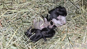 Wurfmeldung    Bild 9