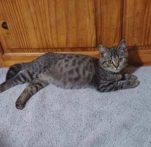 BKH- Katerchen in black-tabby 5 Mon. alt