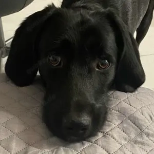 Emrys, geb. ca. 10 2020, lebt in GRIECHENLAND, auf einer privaten Pflegestelle