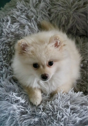 Zwergspitz (Pomeranian) - Kleinspitz  Welpen