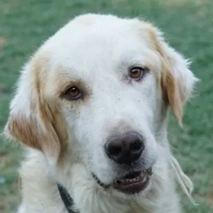 Gantu, geb. ca. 09 2021, lebt in GRIECHENLAND, auf einer privaten Pflegestelle 